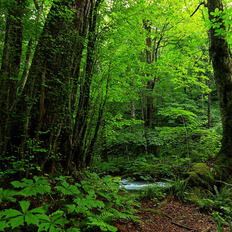 W26 森息/ Verdant Whisper パフュームオイル - J-Scent（ジェイセント