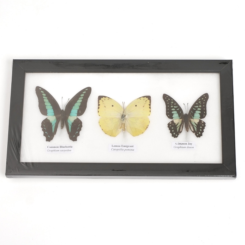 蝶3匹標本｜マライカ公式通販