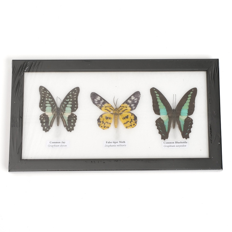 蝶3匹標本｜マライカ公式通販