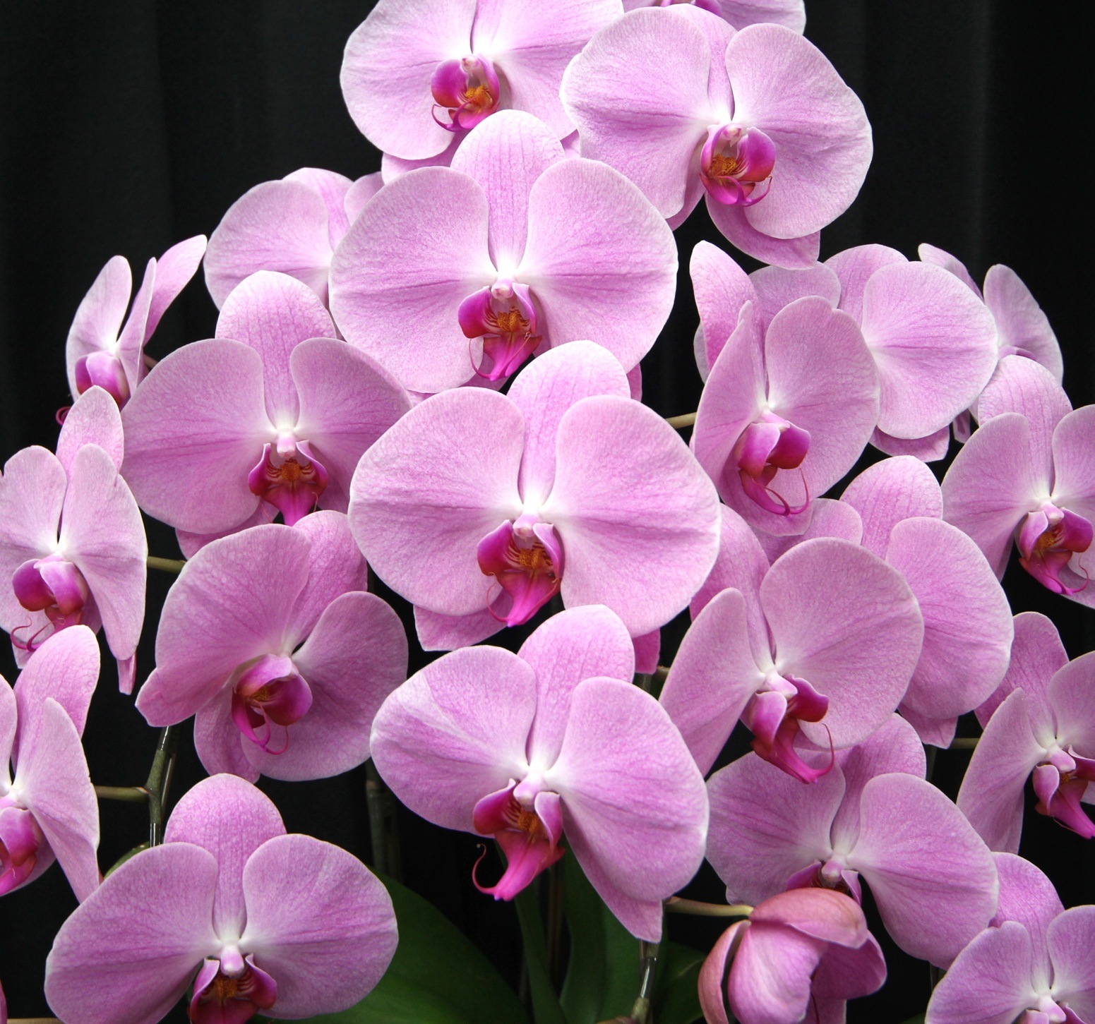 胡蝶蘭 ファレノプシス 大輪3本立ち（ピンク） | 法人企業様へ送る