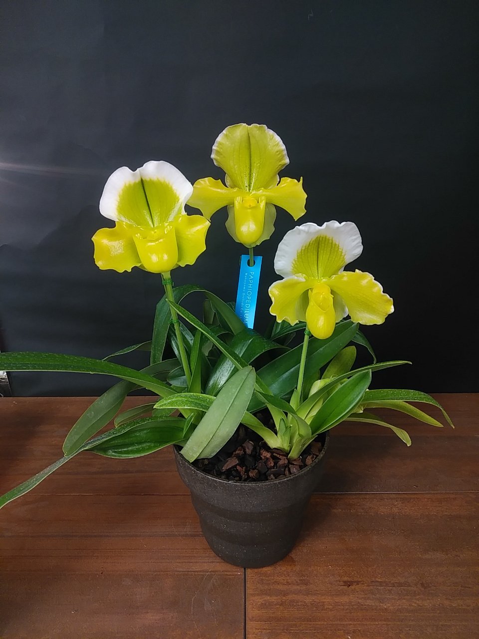 FARM BASE ONLINE SHOP｜洋らん・和らん・苗・資材のギフト・直売