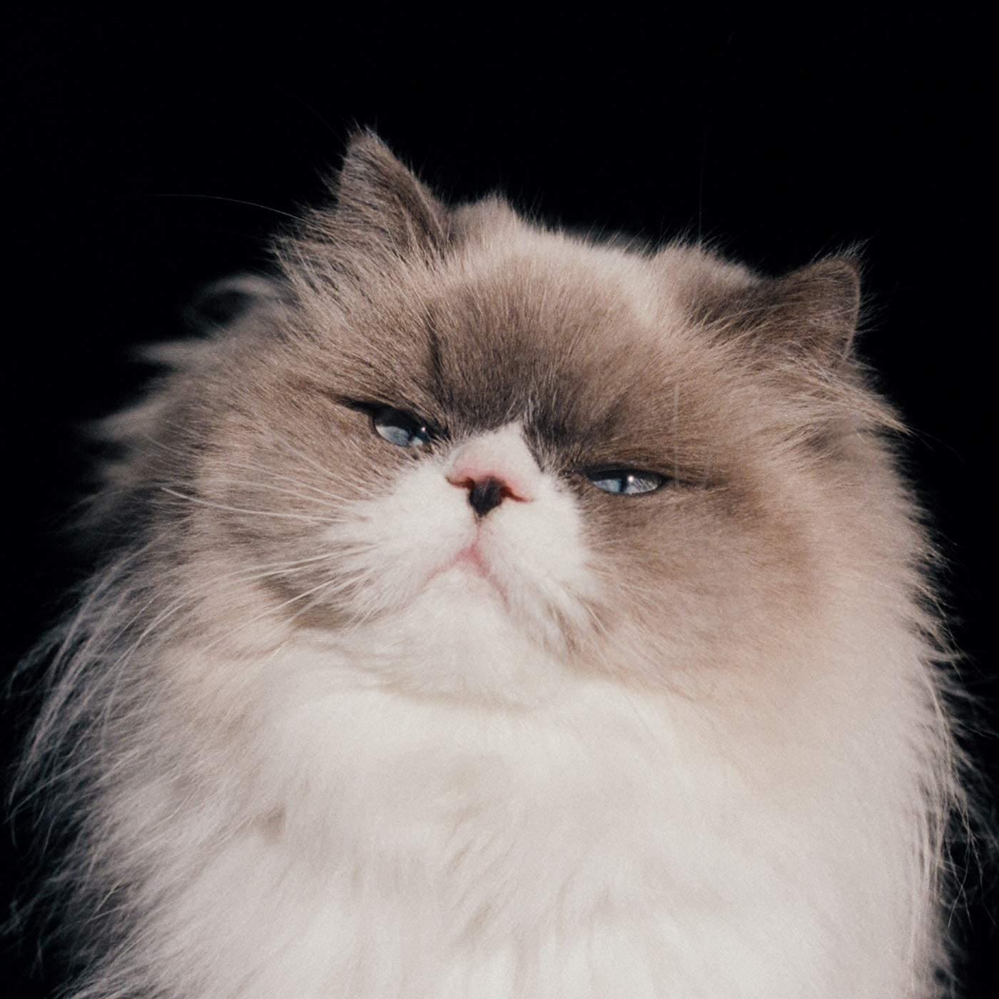 カネコアヤノ / 燦々 【通常盤】 | CD,日本,ポップス / シティポップ