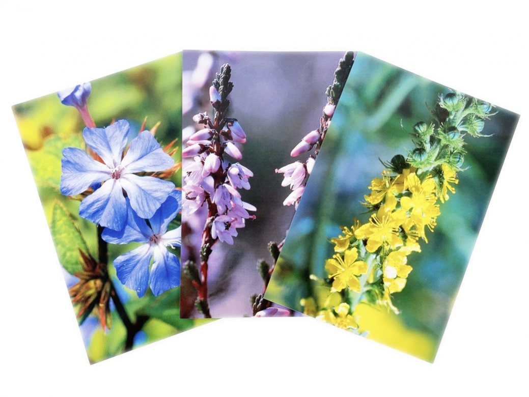 フラワーカード[40 Bach Flower Essence Postcards] | ブランド一覧