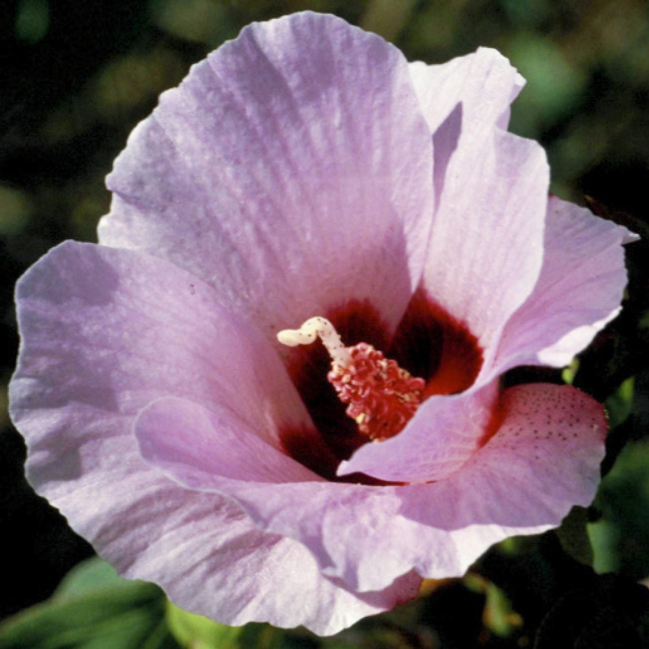 スタートデザートローズ[Sturt Desert Rose] | ブランド一覧