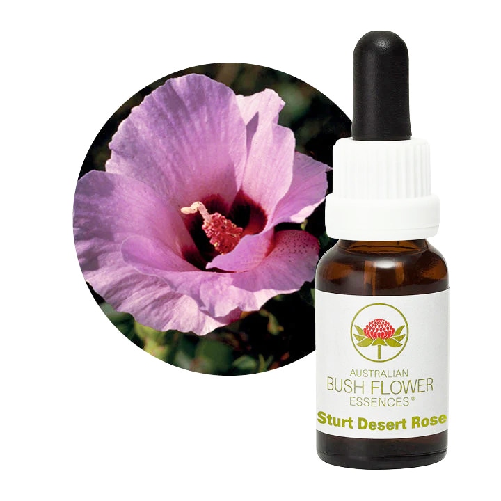 スタートデザートローズ[Sturt Desert Rose] | ブランド一覧