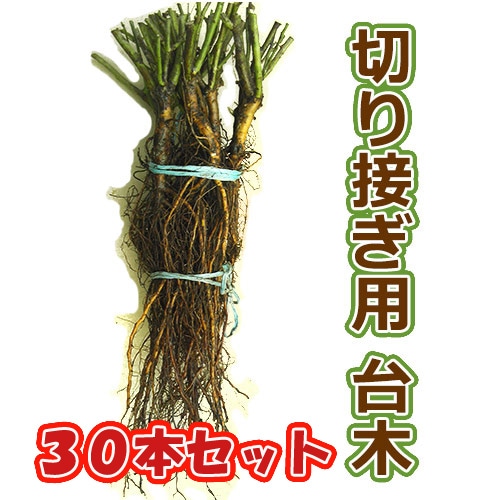 バラ台木専用出品 冬季限定 自家製の台木｜バラ苗の通販の篠宮バラ園