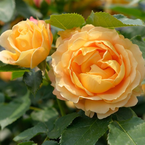 ラ・ドルチェ・ヴィータ（大苗）7号鉢植え バラ苗 《農林水産省 登録