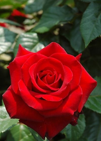 乾杯（大苗）7号鉢植え バラ苗 四季咲き大輪系（ハイブリッドティー