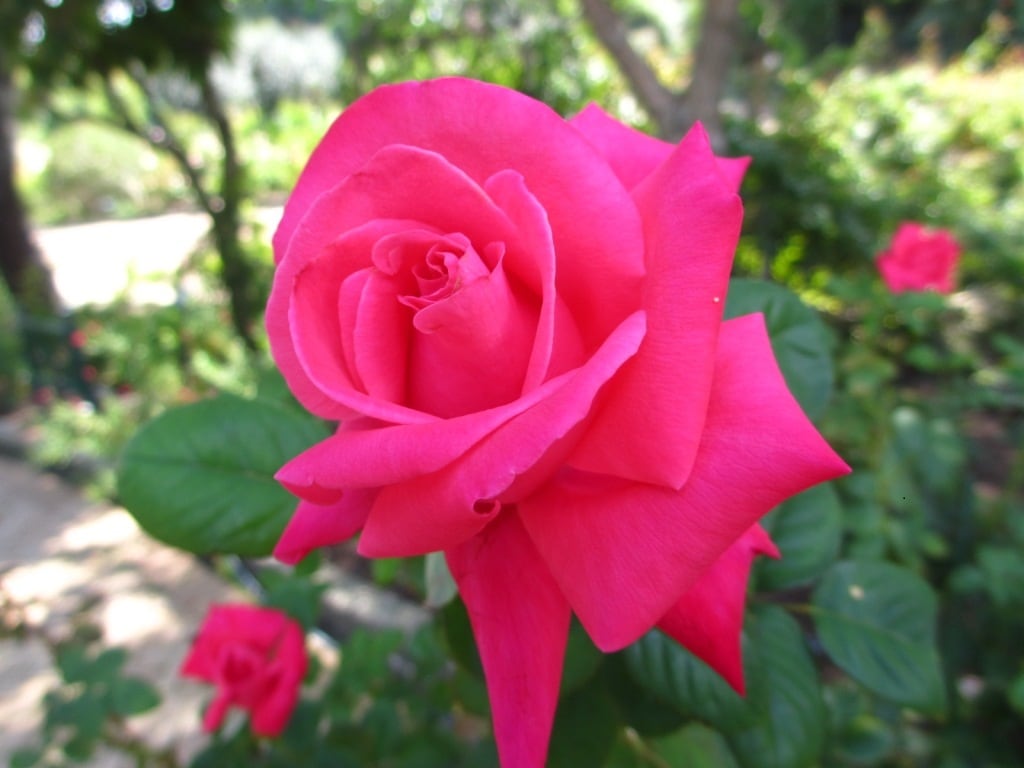 エリザベス・テイラー（大苗）7号鉢植え バラ苗 四季咲き大輪系