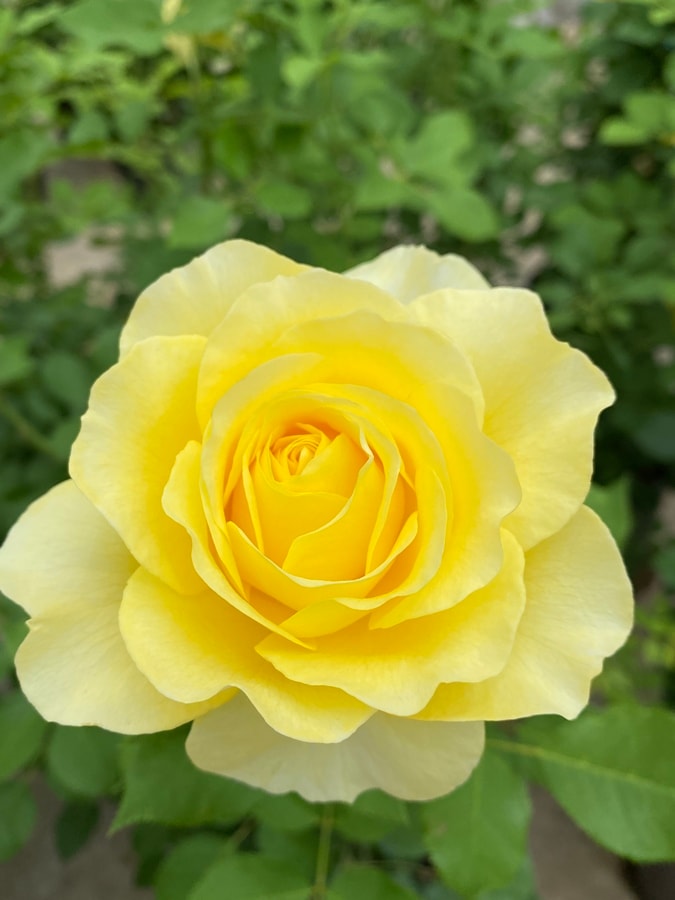 ライムライト・グランディローサ（大苗）7号鉢植え《農林水産省 登録