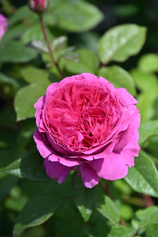 オルゴナイト バラ ディープローズクォーツ＆ ガーネット オルゴナイト