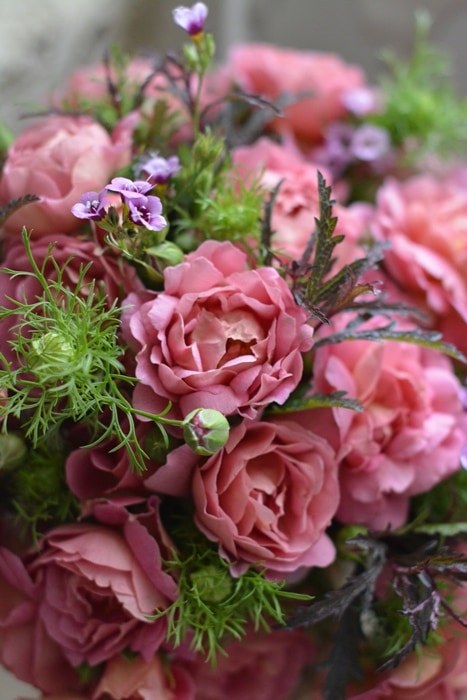 さくらいろ（大苗）7号鉢植え F&Gローズ ローズアロマティークシリーズ