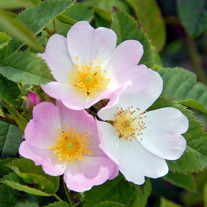 ドッグローズ（ロサ・カニナ)（大苗）7号鉢植え バラ苗 オールドローズ