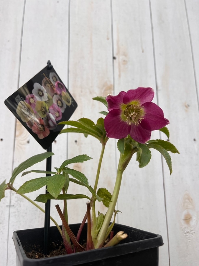 クリスマスローズ ウィンターシンフォニーシリーズ：セレクトミックス