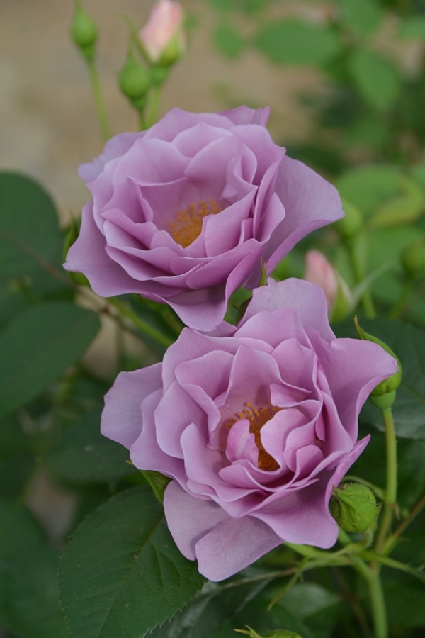 紫の上（大苗）7号鉢植え バラ苗 ロサ・オリエンティス プログレッシオ