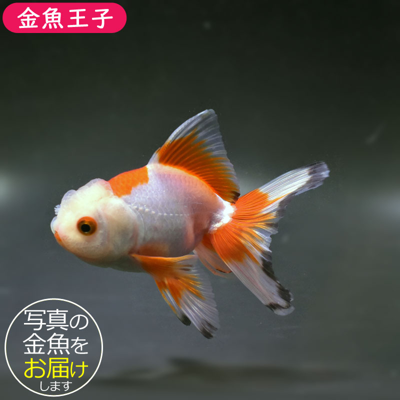 金魚王子】更紗オランダ 12cm前後 (個体番号：cde532) 金魚 きんぎょ