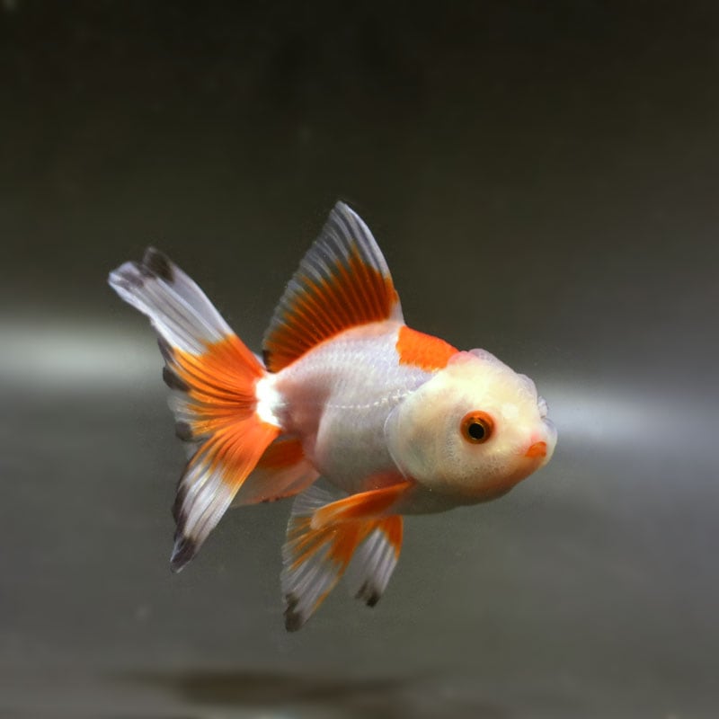 金魚王子】更紗オランダ 12cm前後 (個体番号：cde532) 金魚 きんぎょ