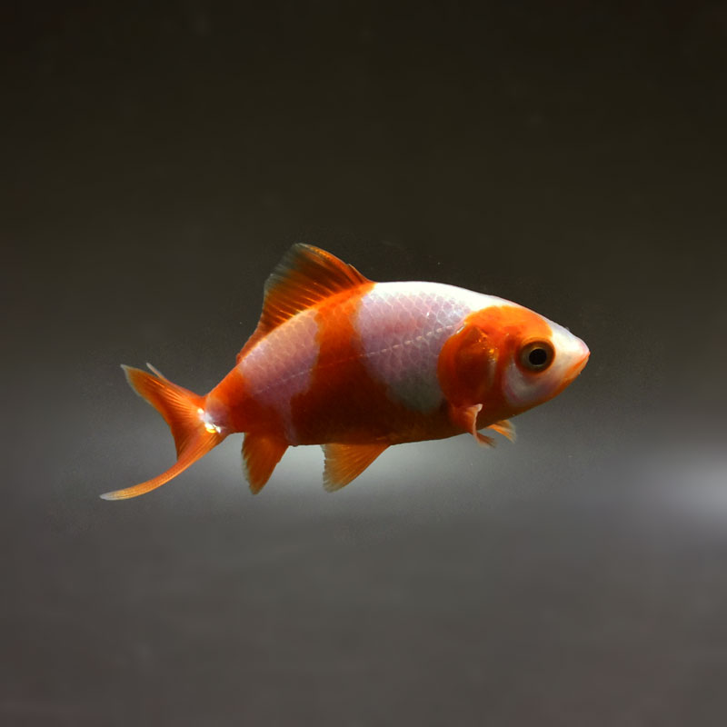 金魚王子】更紗三ツ尾和金 7.5～8cm前後 (個体番号：cde571) 金魚