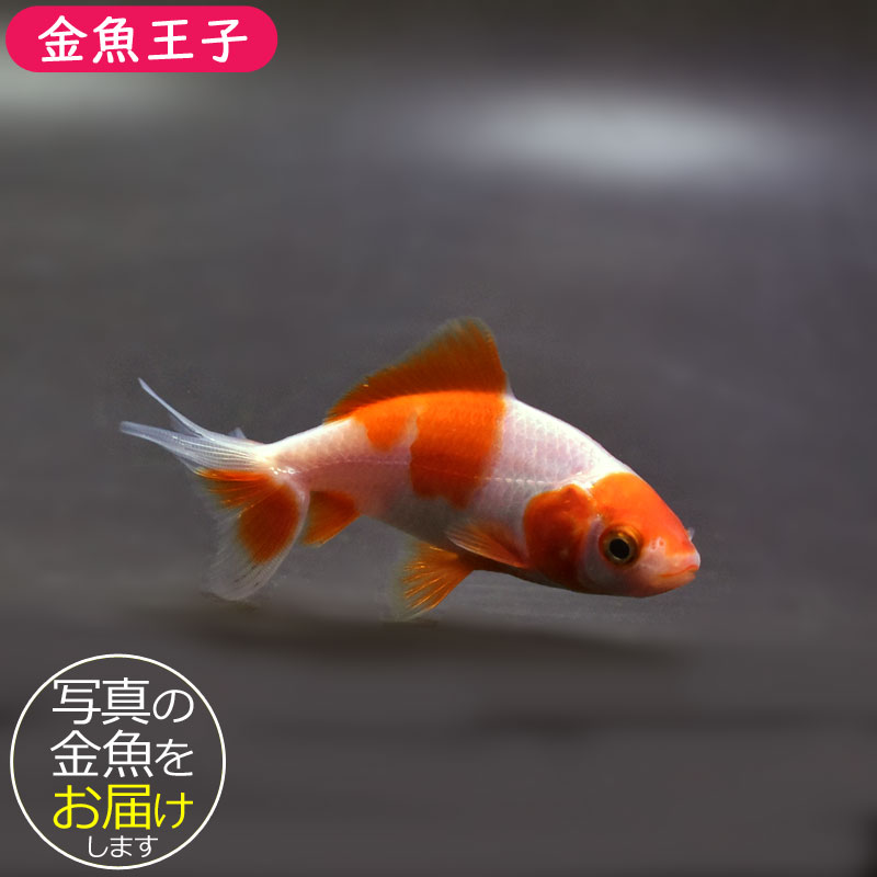 金魚王子】更紗三ツ尾和金 7.5～8cm前後 (個体番号：cde572) 金魚
