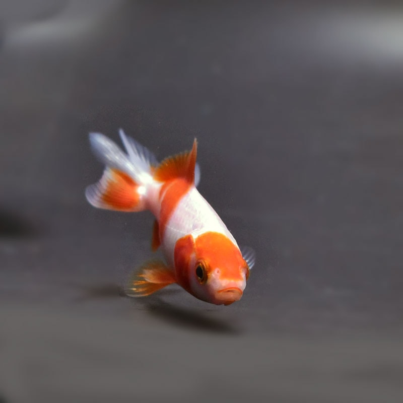 金魚王子】更紗三ツ尾和金 7.5～8cm前後 (個体番号：cde572) 金魚