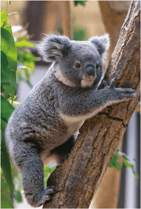 ZOO ポストカード-155 だいふく（コアラ） | 東山動植物園の公式グッズ