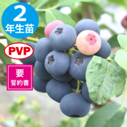 コロンブス 【RE系ブルーベリー】2年生苗相当