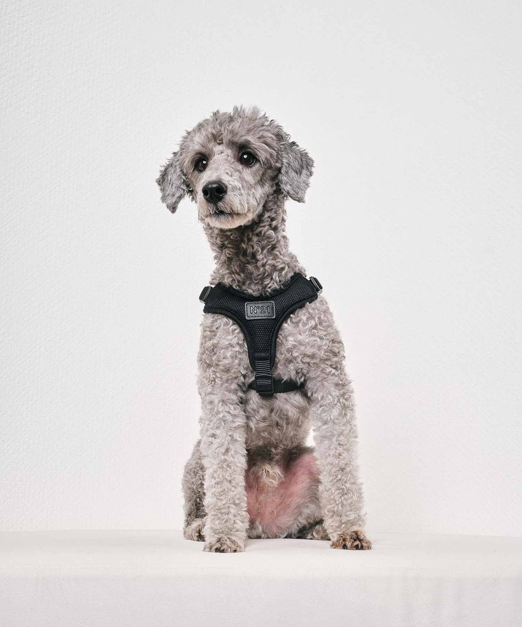 N21】 HARNESS+LEASH - BLACK | ALL ITEMS -おしゃれなドッグウェアの