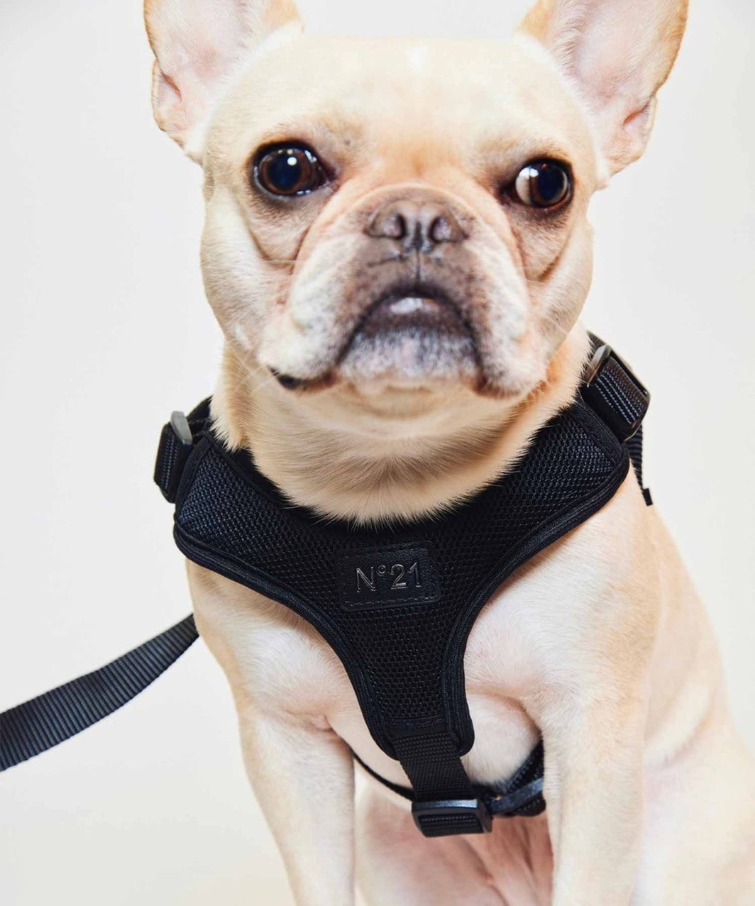 N21】 HARNESS+LEASH - BLACK | ALL ITEMS -おしゃれなドッグウェアの