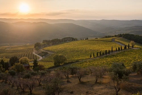 メリーニ “イ・コルトリ”シャルドネ・トスカーナ 2023 | イタリア