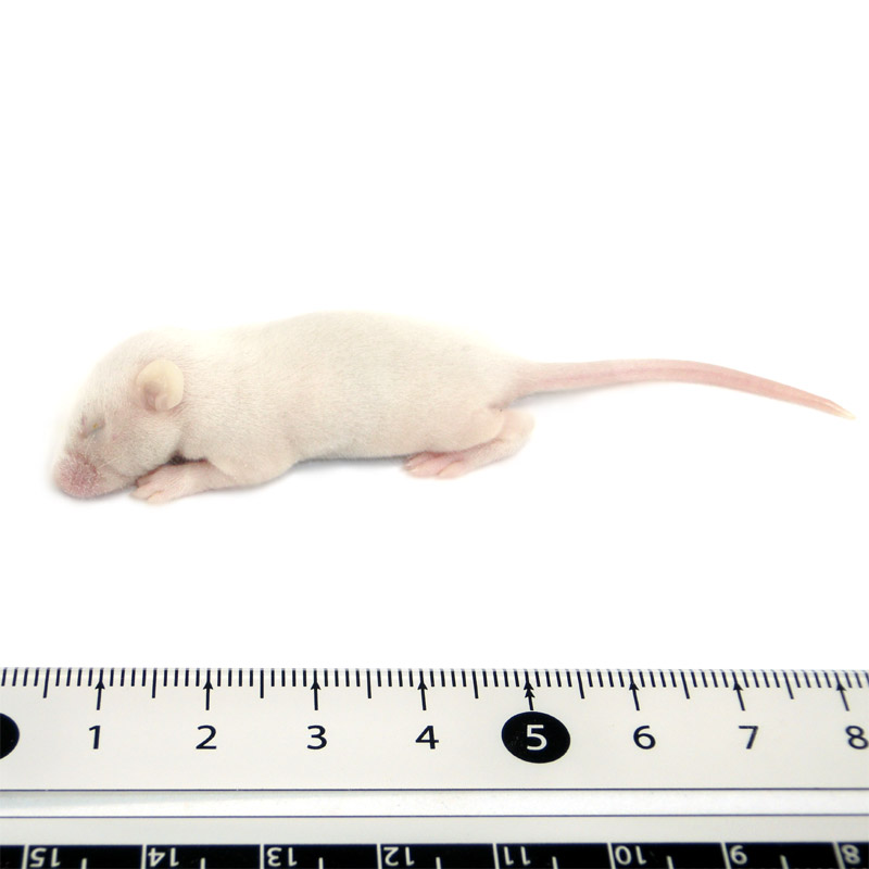 冷凍マウス ファジー M 20匹 国産 SAfarm | 冷凍マウス,ファジー