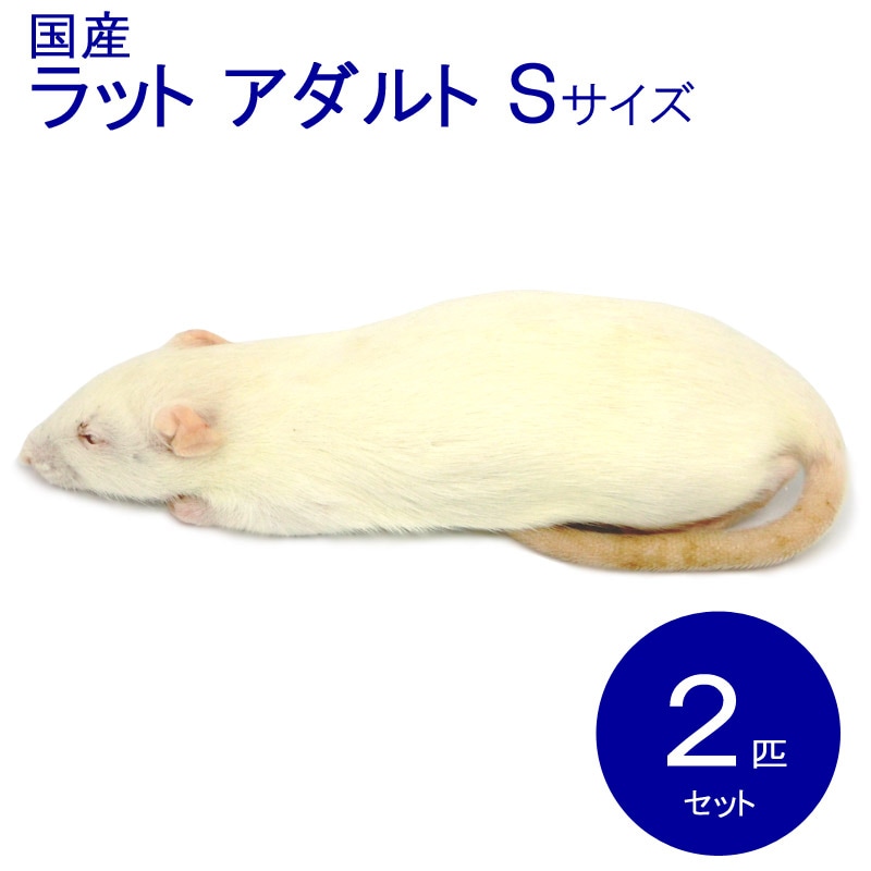 冷凍ラット アダルトS 2匹 RAS 国産 SAafrm | 冷凍ラット,アダルト