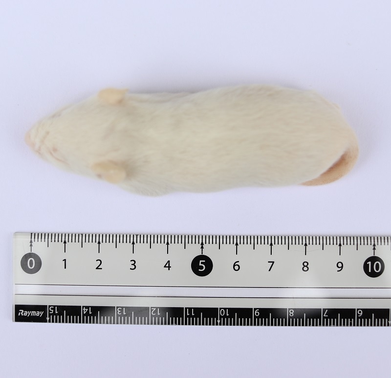 冷凍ラット ホッパーS 10匹 RHS 国産 SAafrm | 冷凍ラット,ホッパー