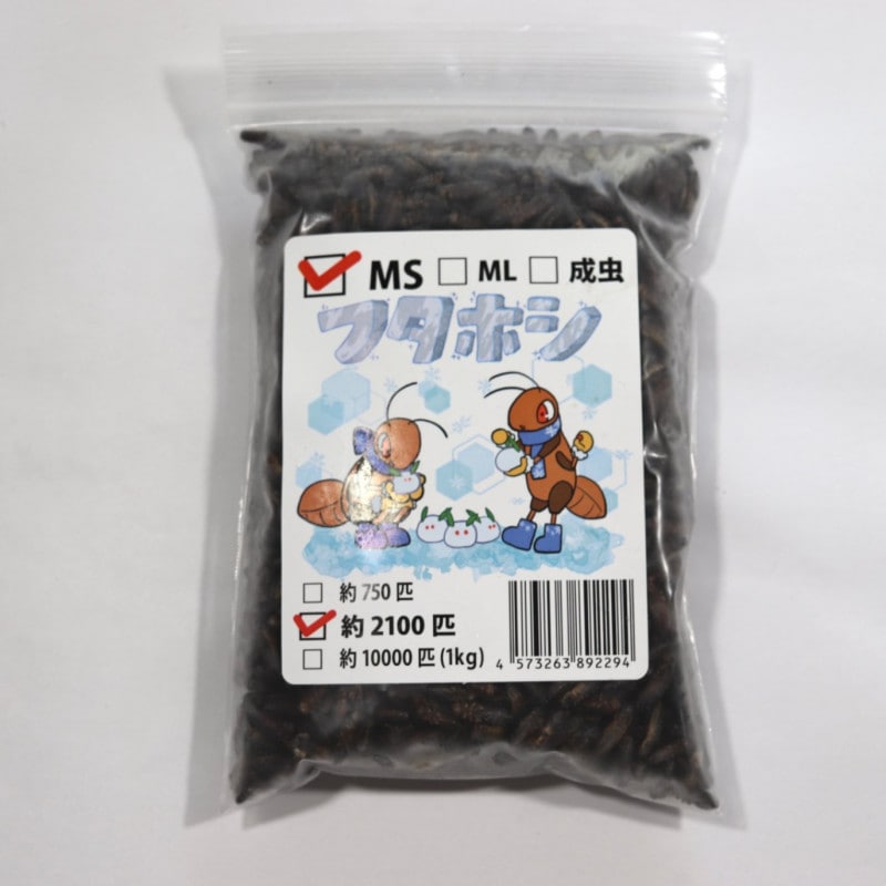冷凍フタホシコオロギ MS 約2100匹入り | 冷凍昆虫 | SAfarm 国産冷凍