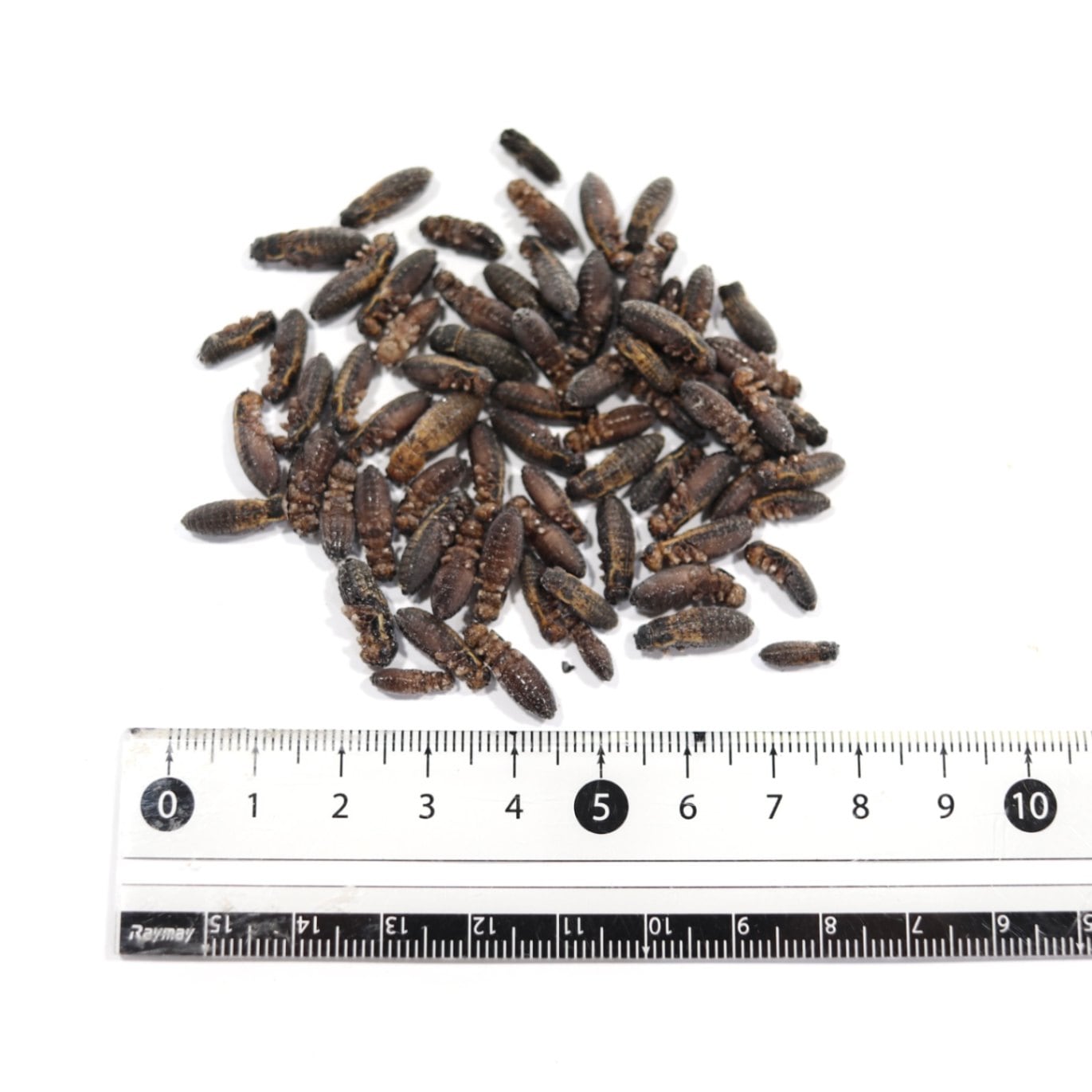 冷凍フタホシML1.2kg 冷凍フタホシML1.2kg 冷凍フタホシML 約780匹600g