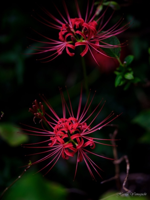 中一光学 SPEEDMASTER 80mm F1.6 単焦点レンズ | 焦点工房オンラインストア