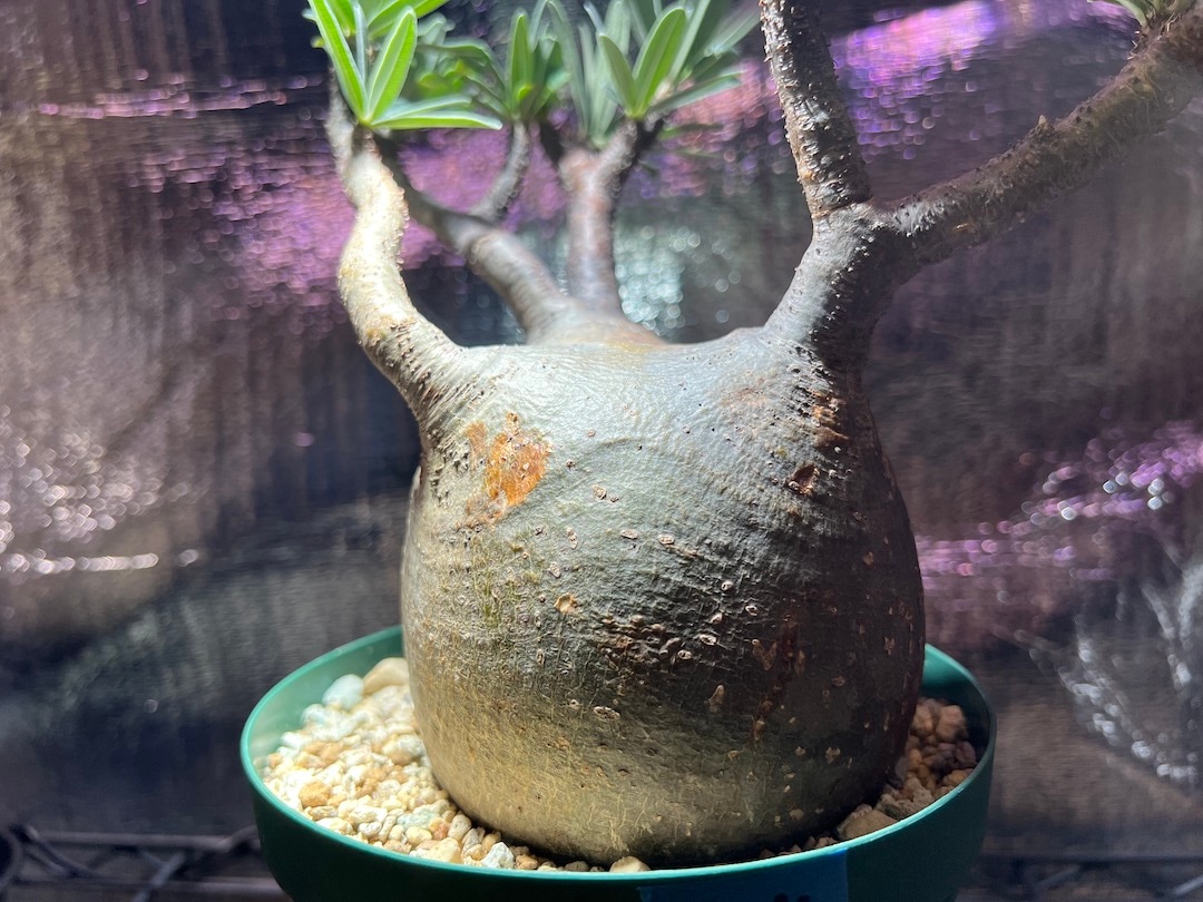 パキポディウム グラキリス手乗りサイズ緑肌 安心発根済 手乗り緑肌