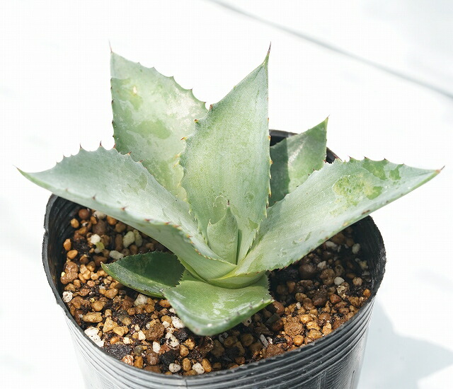 アガベ・スカポサ 3号ロングポット | | アガベ（リュウゼツラン