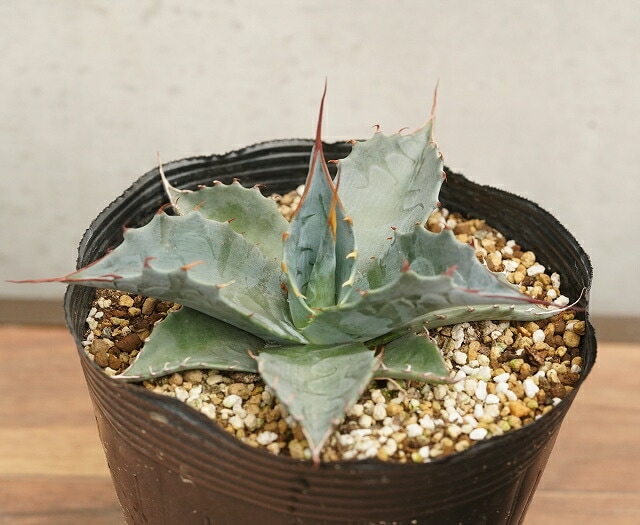 アガベ・パラサナ 5号ポット | | アガベ（リュウゼツラン） | 四国