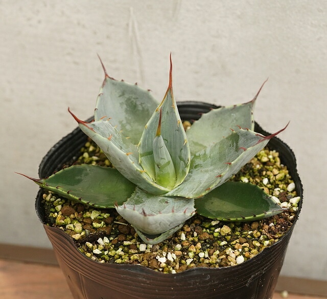 アガベ・パリー 5号ポット | | アガベ（リュウゼツラン） | 四国