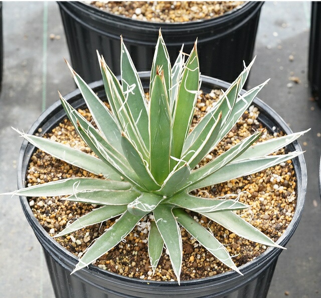 アガベ・フィリフェラ 大株 ※7号規格 抜き苗 | | アガベ