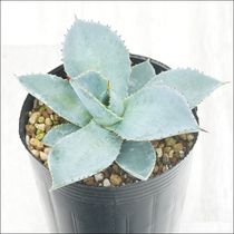 アガベ・テマカプリネンシス 5号ポット | | アガベ（リュウゼツラン