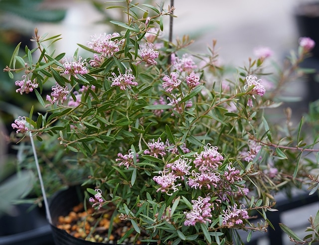 グレビレア「ピンク・ミジェット」 5号ロングスリット鉢