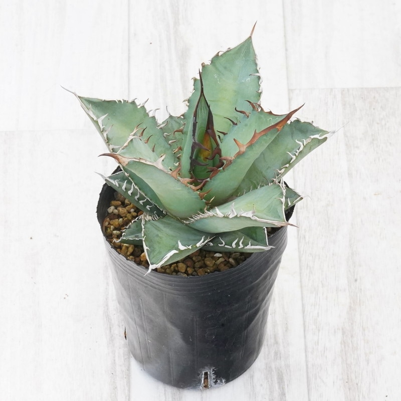 アガベ・オテロイ(チタノタ・グリーン） 中株 3号ロングポット