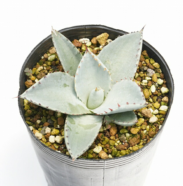 アガベ・パリー・トルンカータ ホワイトブルー 実生選抜株 3号ロング