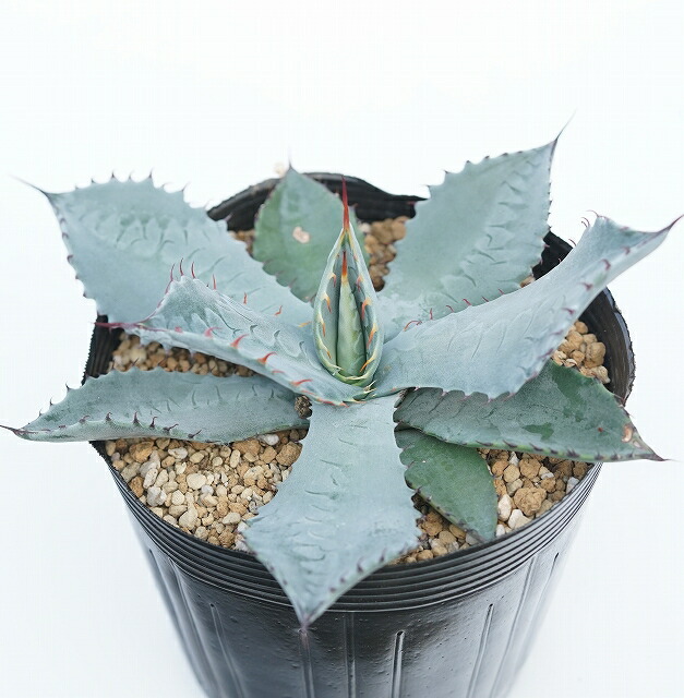 シュリベイマタペンシス 実生選抜株 極白肌・美株 楽天市場】アガベ