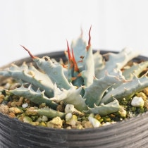 アガベ実生選抜株 | 四国ガーデン株式会社