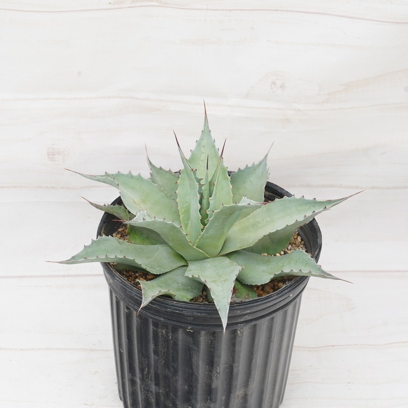 アガベ パラサナ 斑入り パリー オバティフォリア モンタナ