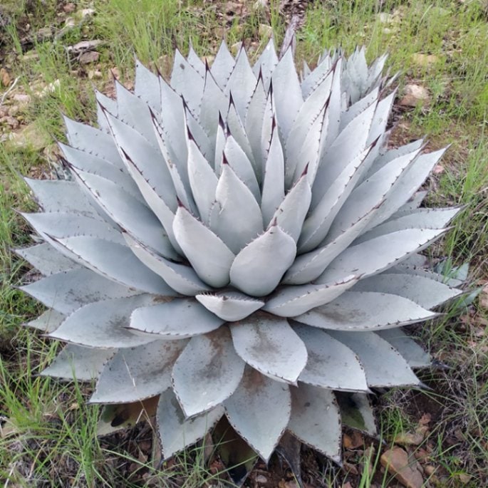 アガベ・パリー・フワチューケンシス（ホーチエンシス） 4号ロング