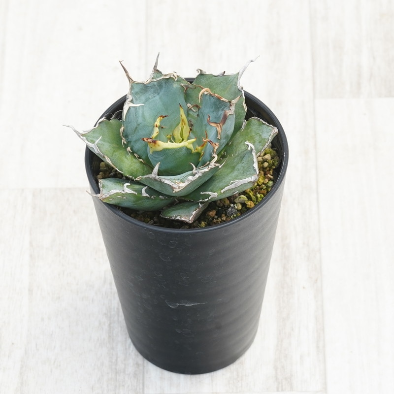 アガベ・チタノタ ”白鯨” 3.5号鉢 | | チタノタ銘品シリーズ | 四国