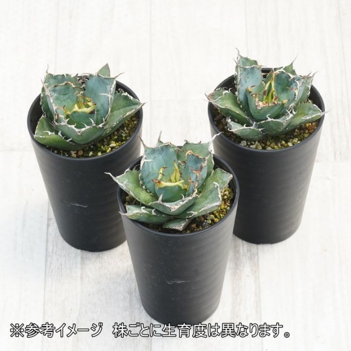 アガベ・チタノタ ”白鯨” 3.5号鉢 | | チタノタ銘品シリーズ | 四国